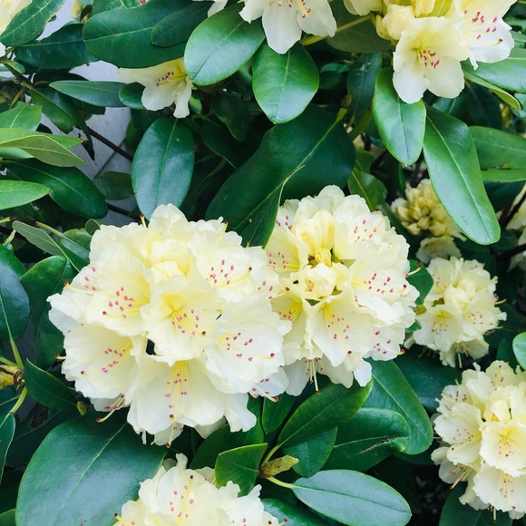 🌹🌹🌹🌹🌹🌹🌹🌹🌹🌹🌹🌹🌹🌹🌹🌹 - Picture 12 of 12